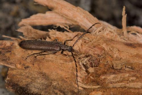 Réf. 351 871 : Calopus serraticornis